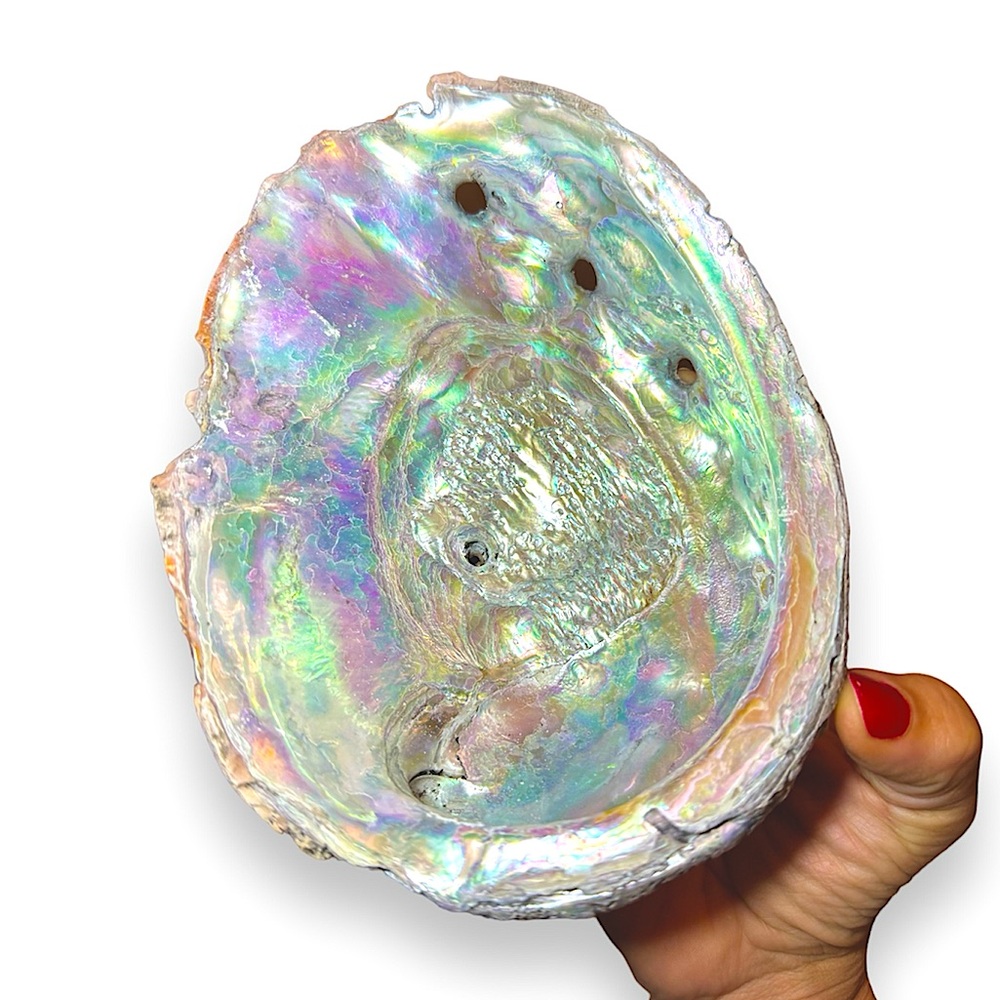Large Rainbow Abalone Shell home decor beach smudge white tones 2